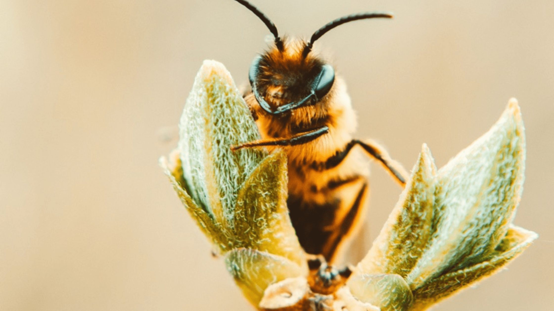 How to save the bees by writing to your MP