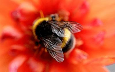 #StandByBees reacts to the emergency authorisation of bee-harming pesticide