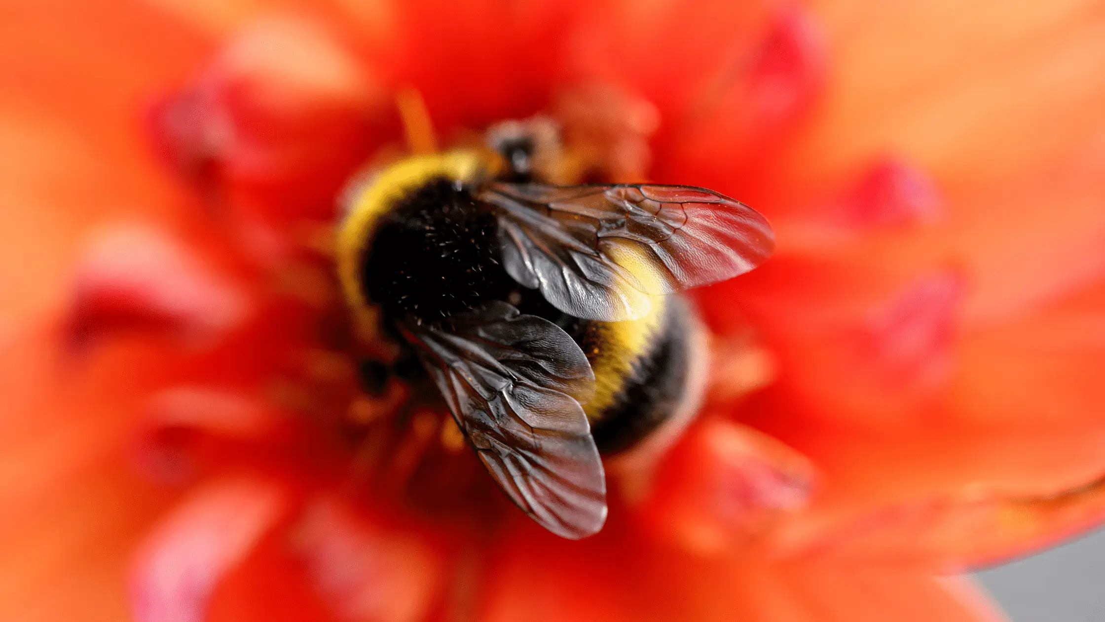 bee-harming pesticide